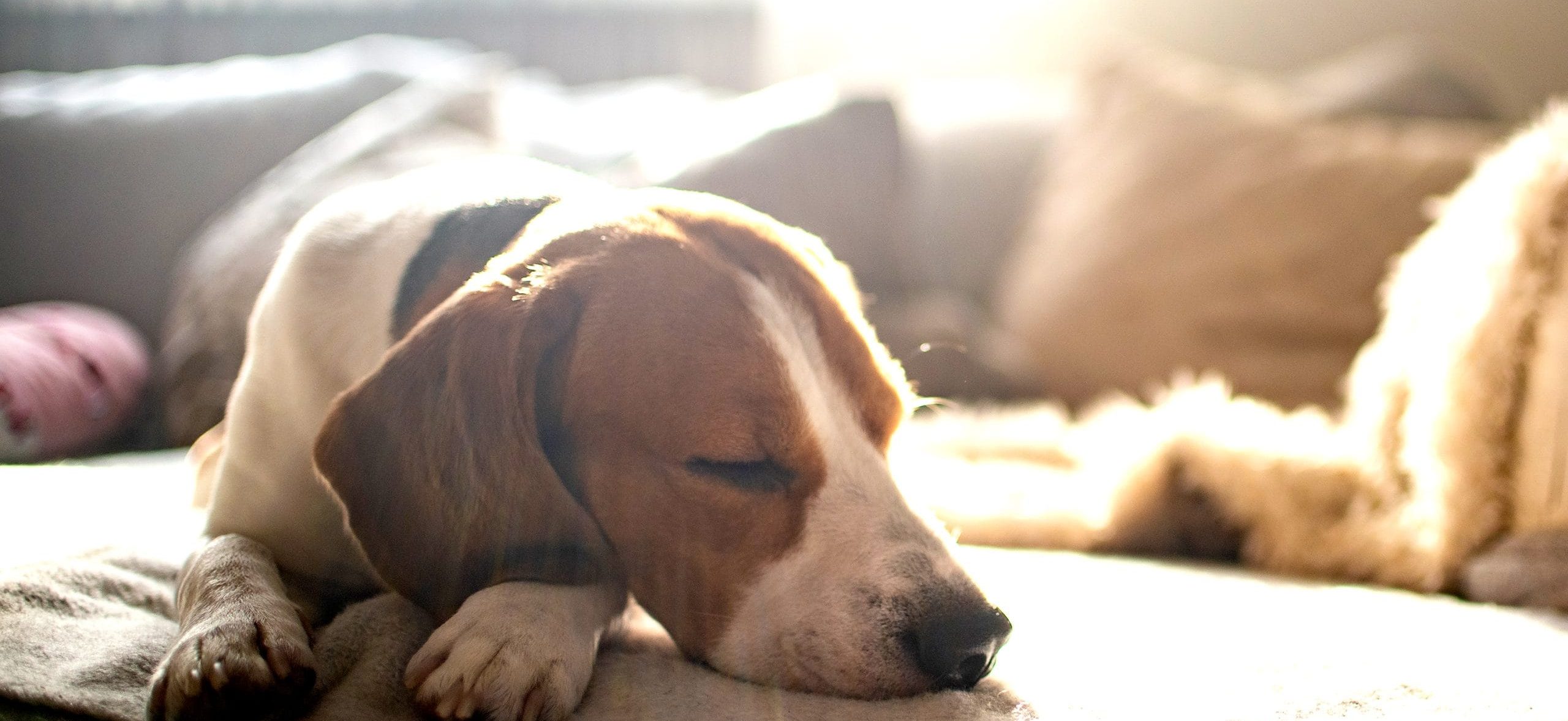 Formalux Double Glazing - Blog - uv dog scaled e1774924179390